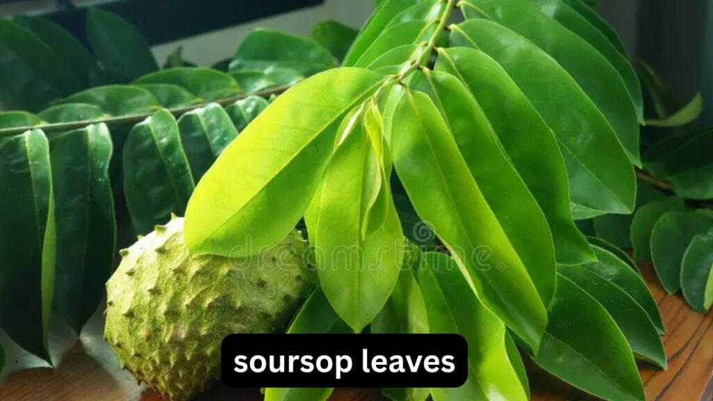 Soursop Leaves